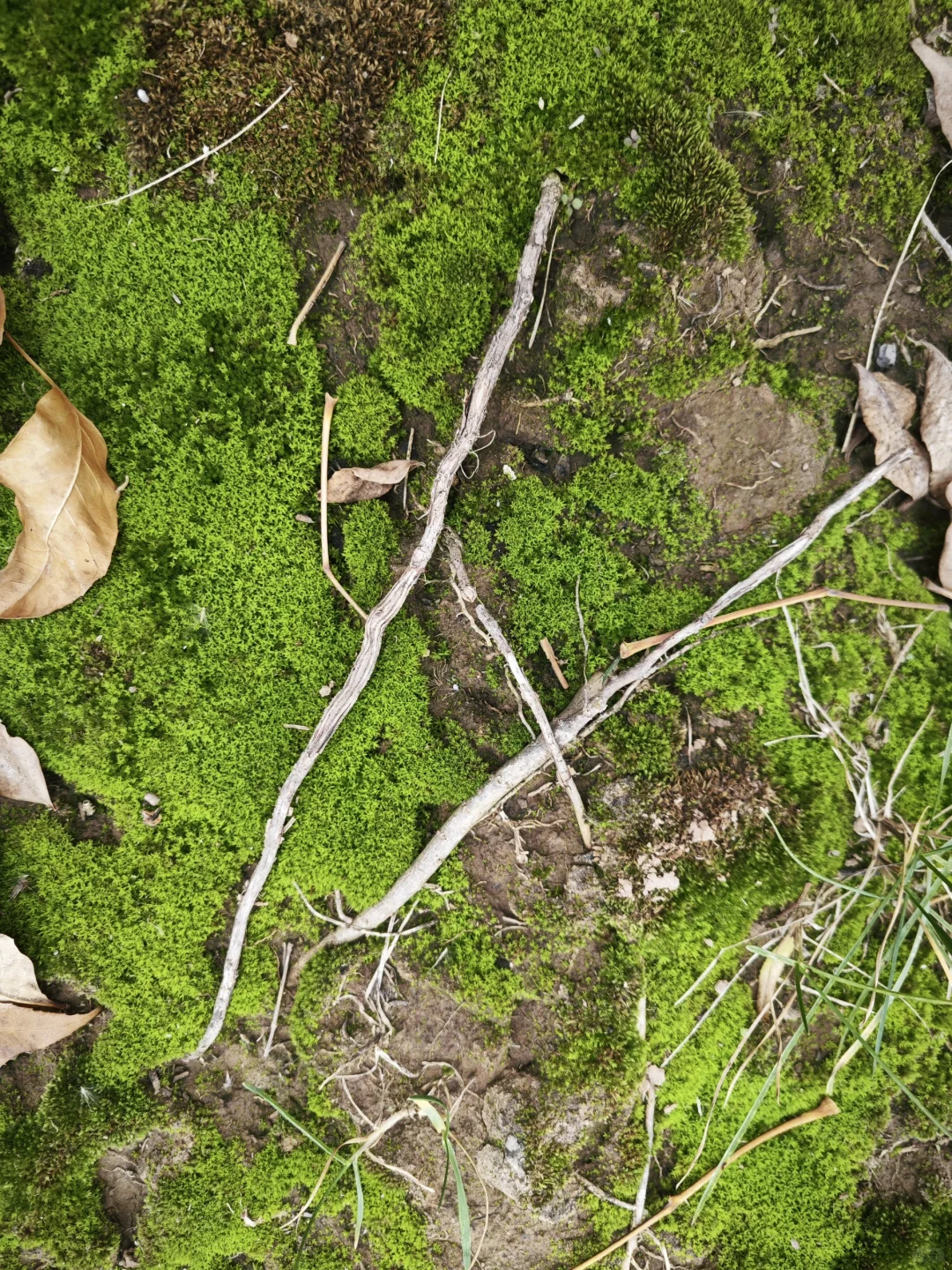 初冬的那一抹绿