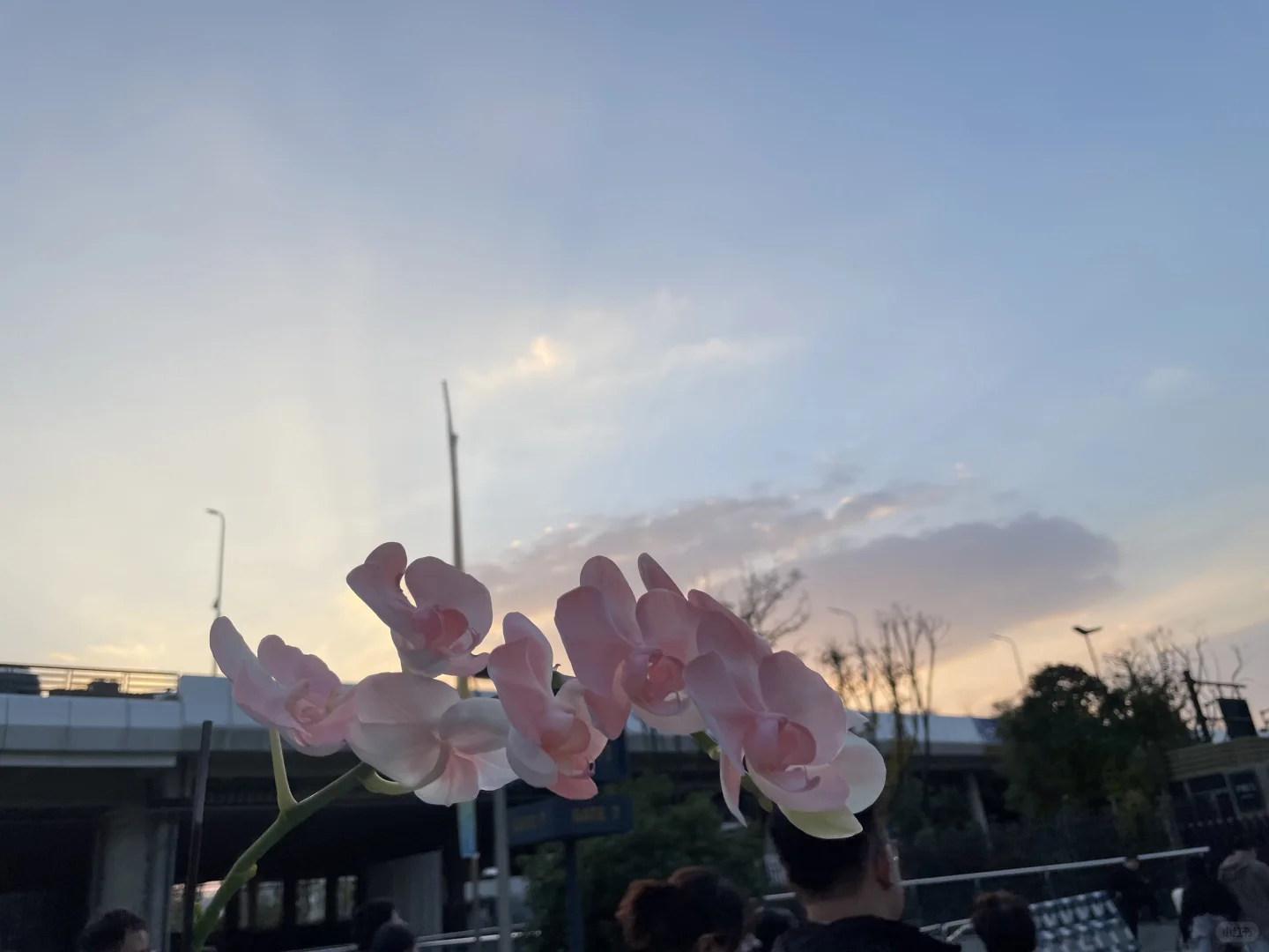 怒逛五小时农博会