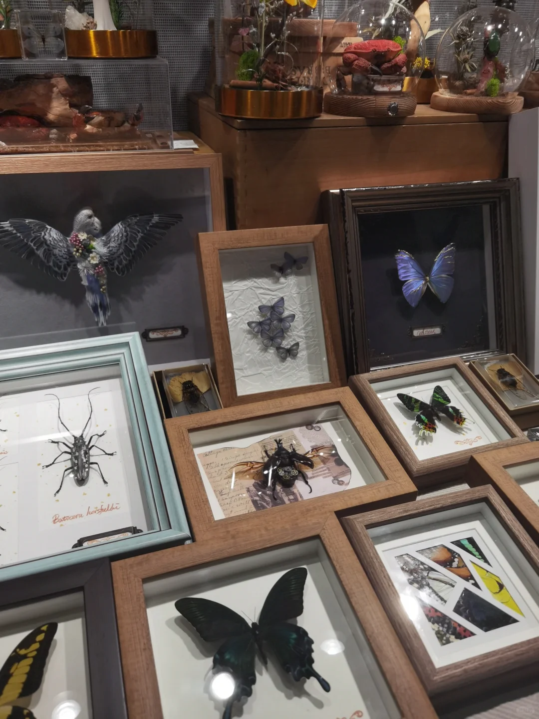 令人失望的文化博览会