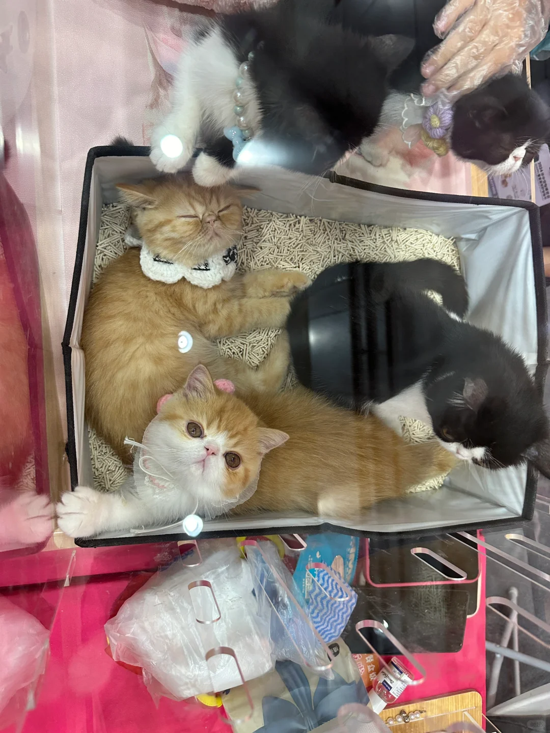 武汉华中宠物博览会 避雷。。。?