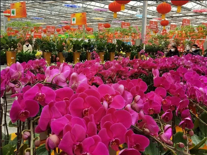 1月16日吉林（长春）冬季农业博览会华丽启幕