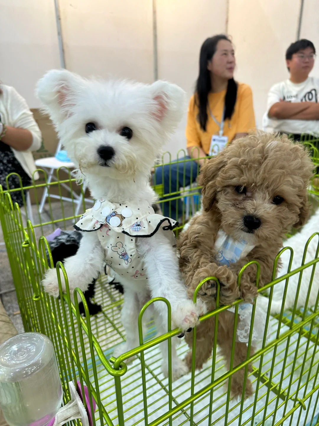 武汉华中宠物博览会 避雷。。。?