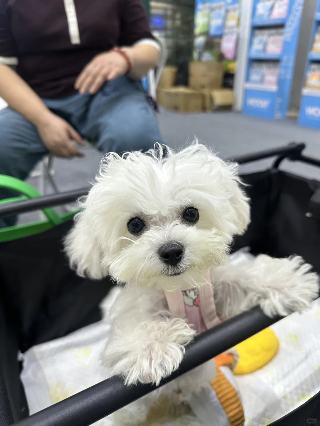 武汉华中宠物博览会 避雷。。。?