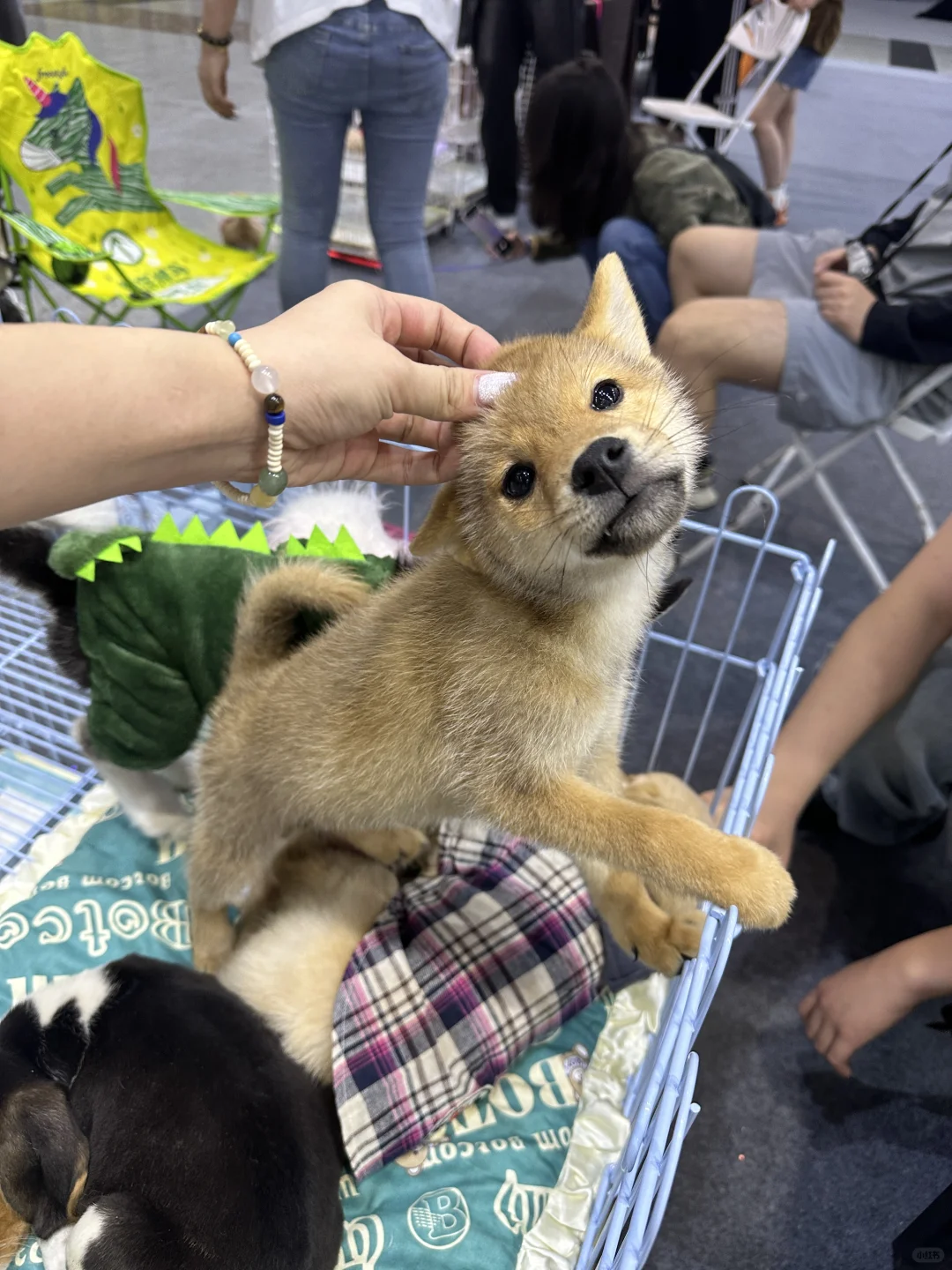 武汉华中宠物博览会 避雷。。。?