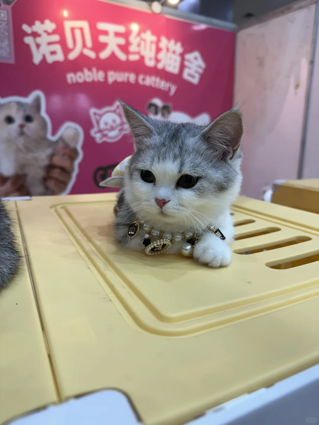 武汉华中宠物博览会 避雷。。。?