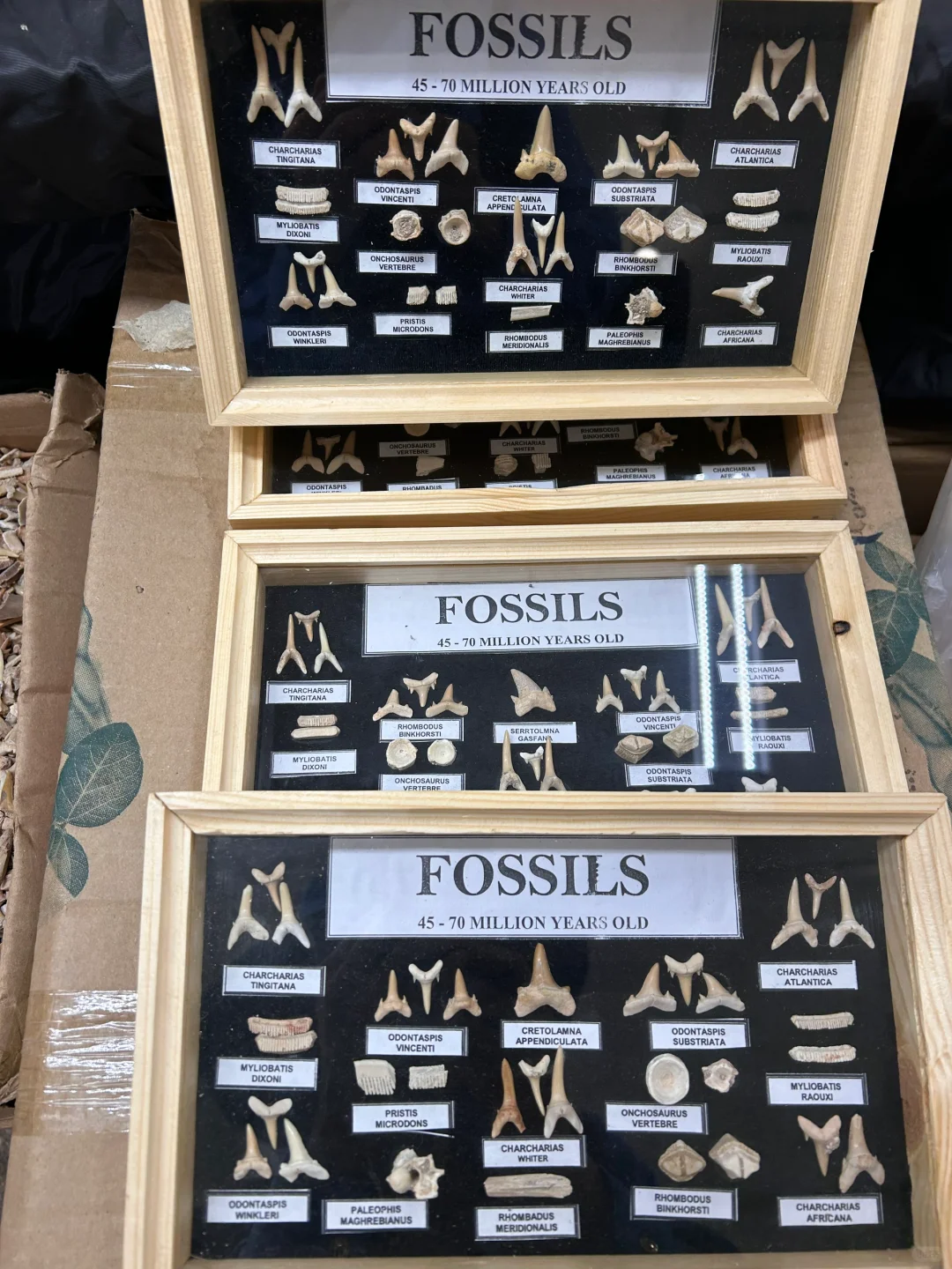 2025图森展|有哪些展会适合化石爱好者呢?