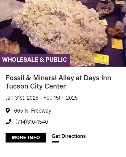 2025图森展|有哪些展会适合化石爱好者呢?