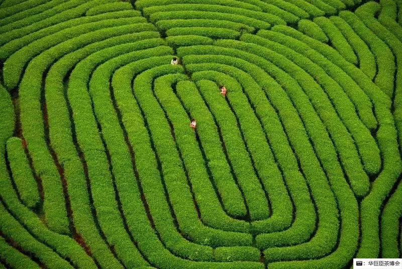 第十六届海峡两岸茶业博览会来了