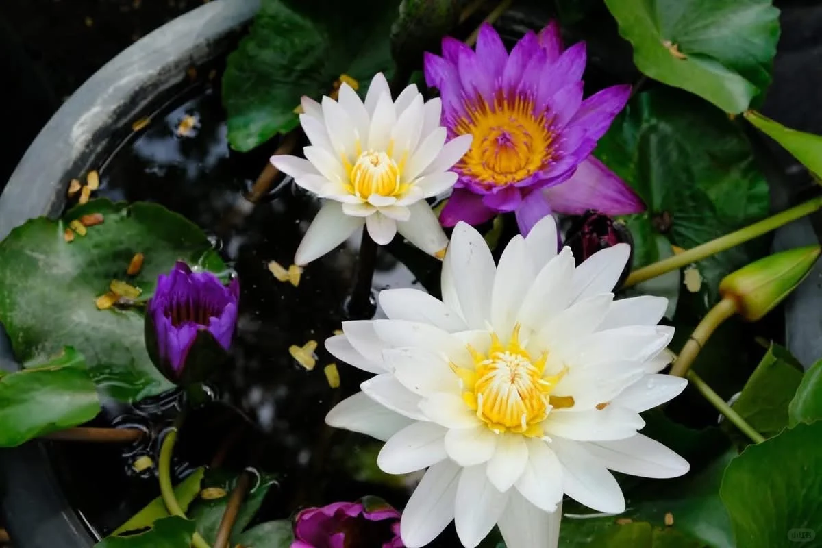 今天带你们云游超棒的兰实大学农业博览会