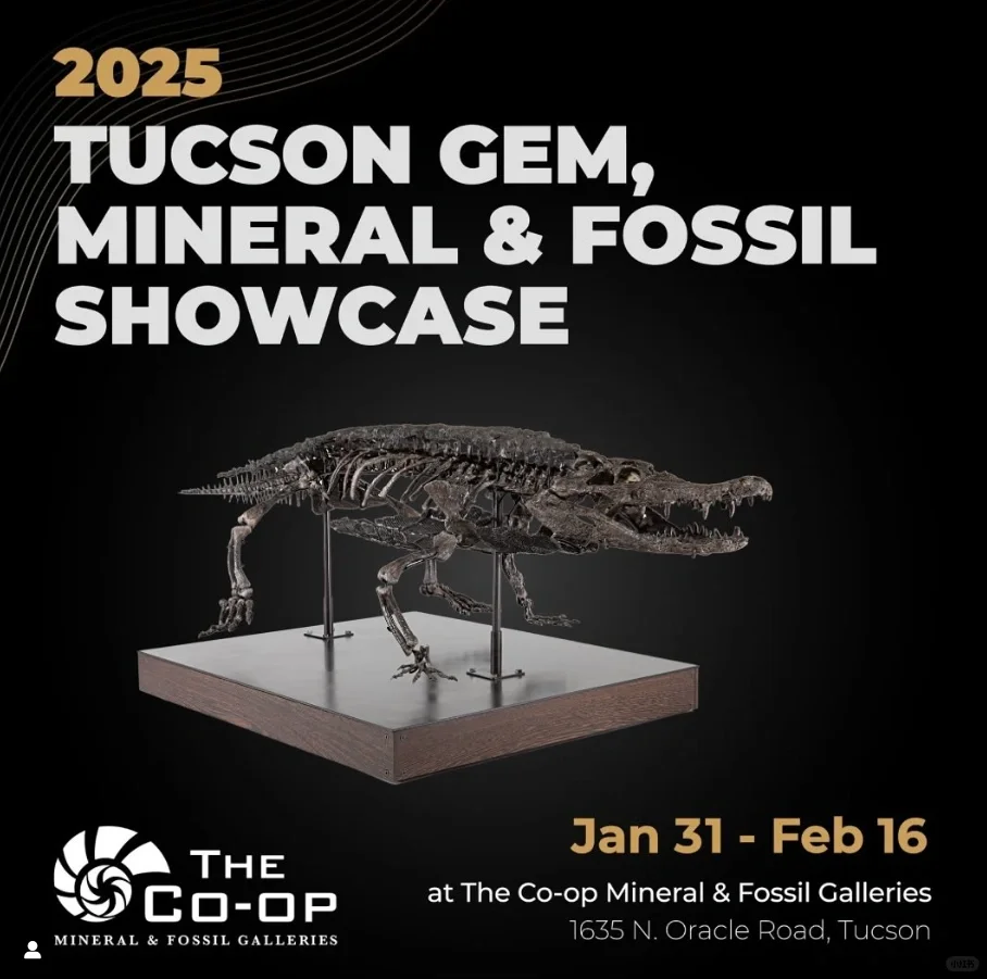 2025图森展|有哪些展会适合化石爱好者呢?