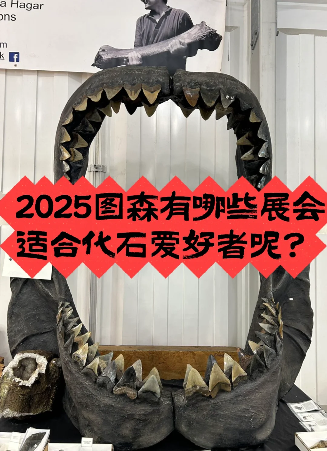 2025图森展|有哪些展会适合化石爱好者呢?