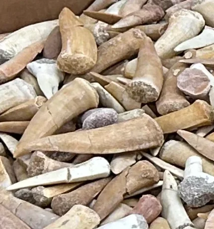 2025图森展|有哪些展会适合化石爱好者呢?