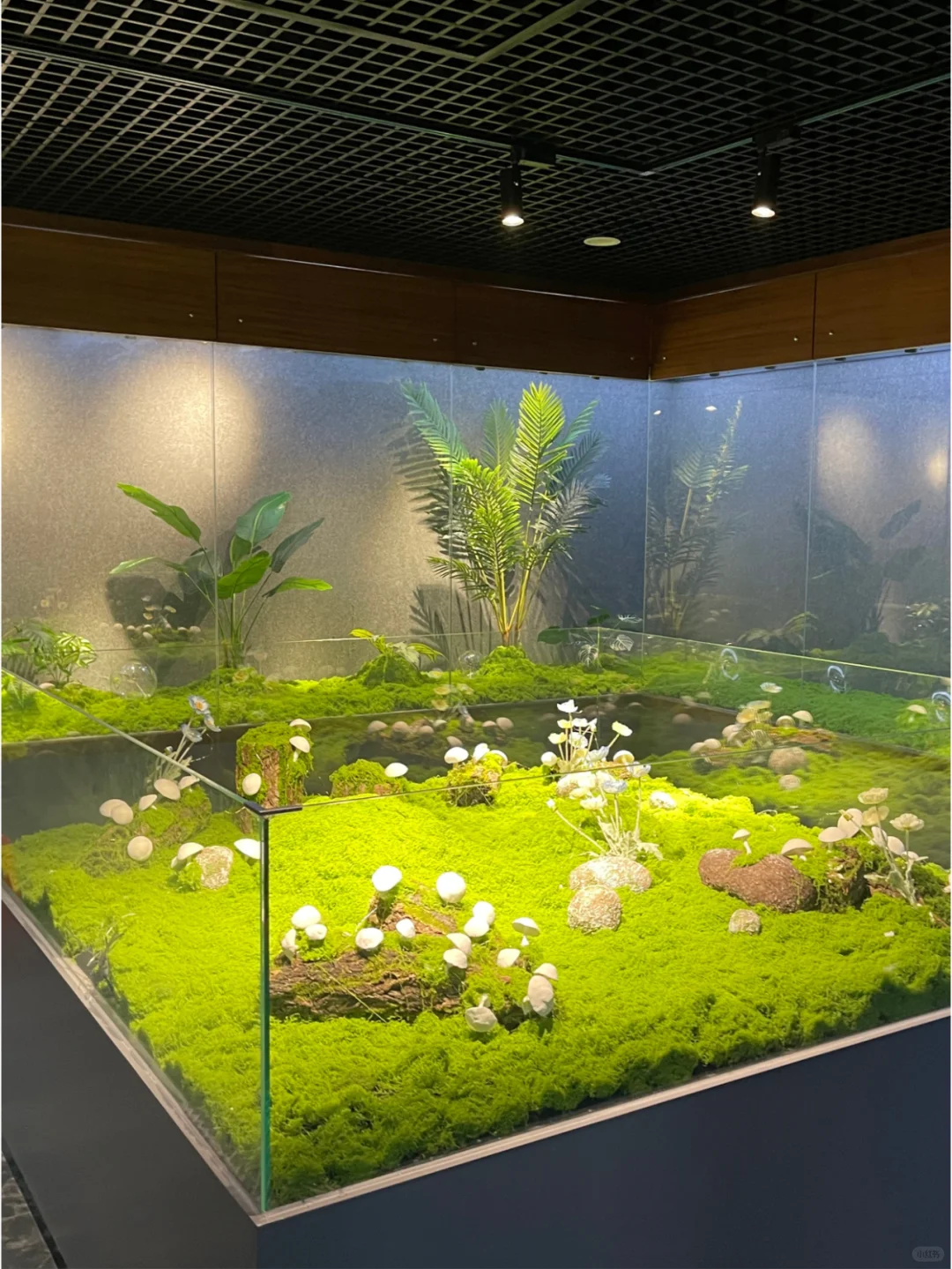 深圳·龙岗热门蝴蝶展焕新归来?|免费！