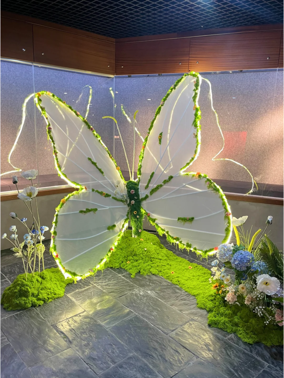 深圳·龙岗热门蝴蝶展焕新归来?|免费！