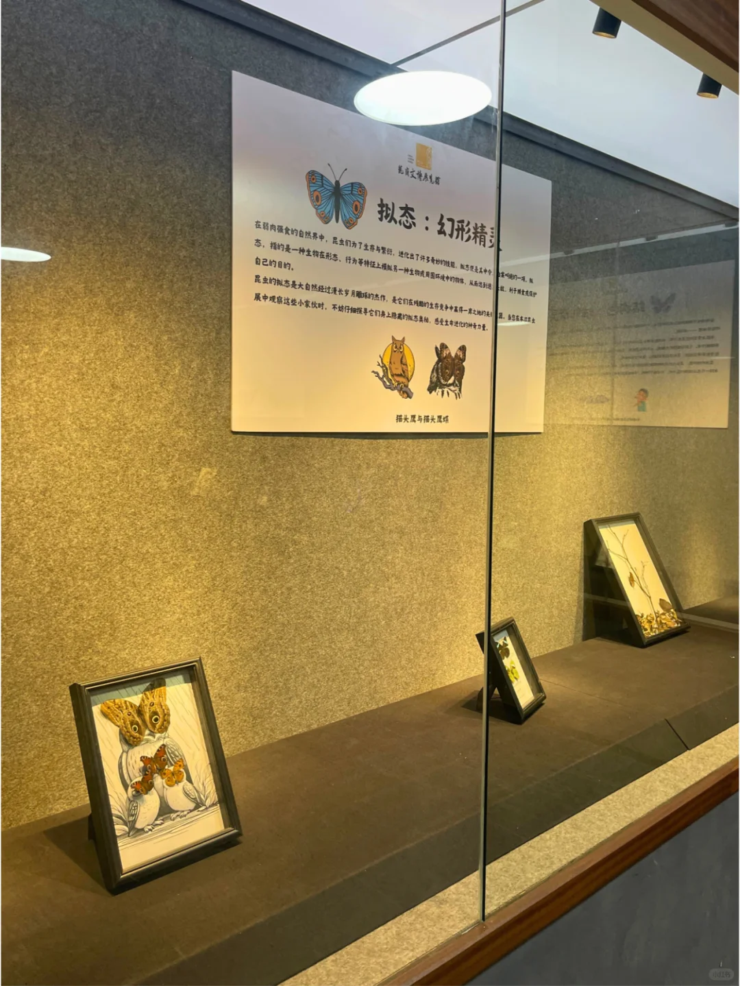 深圳·龙岗热门蝴蝶展焕新归来?|免费！