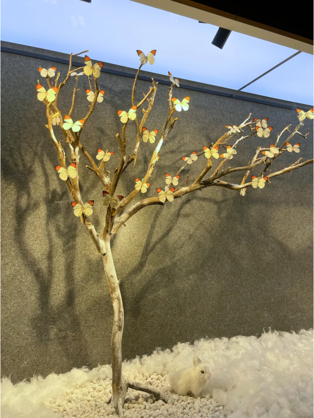 深圳·龙岗热门蝴蝶展焕新归来?|免费！