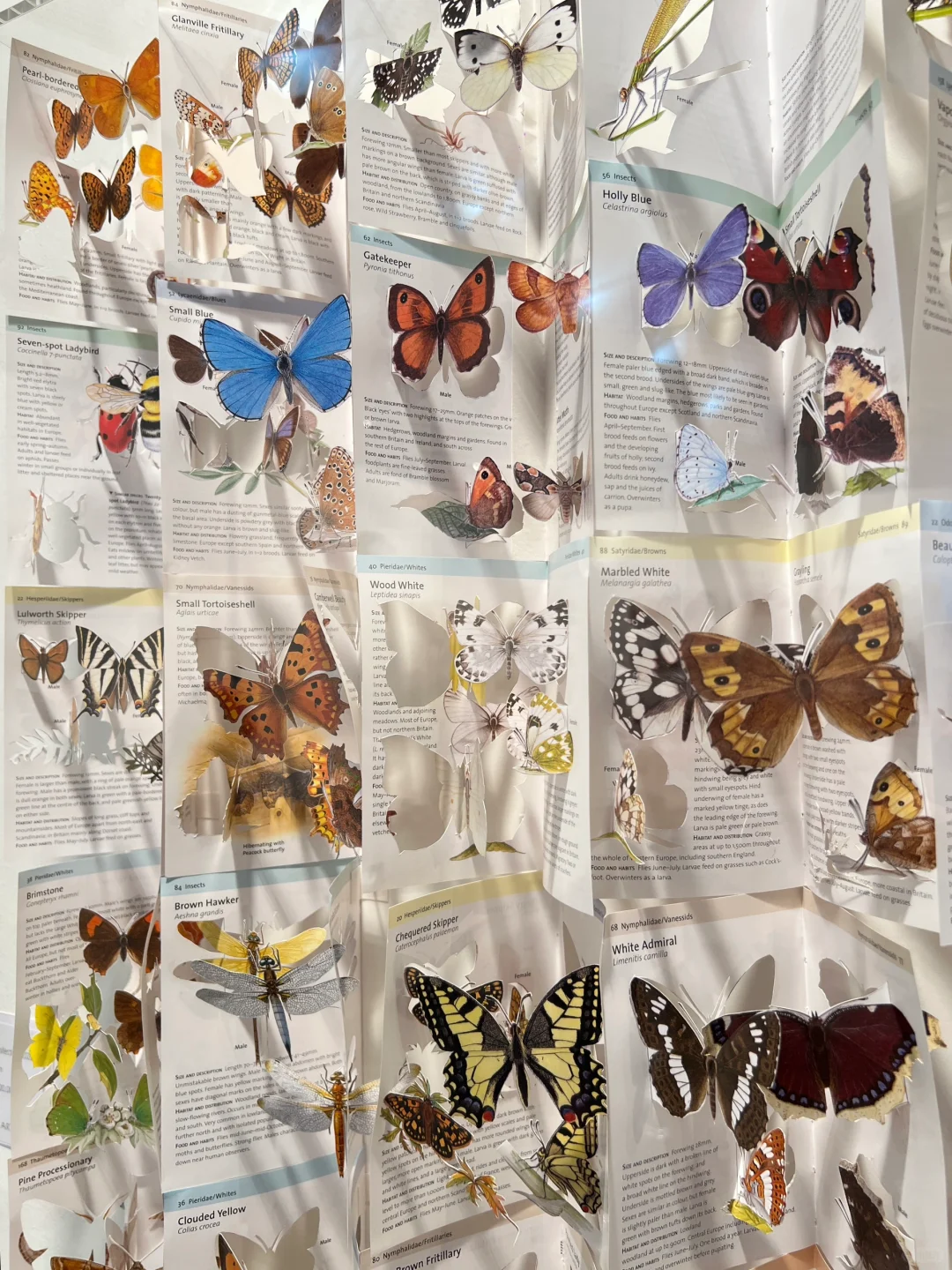 London Art Fair｜伦敦艺术博览会