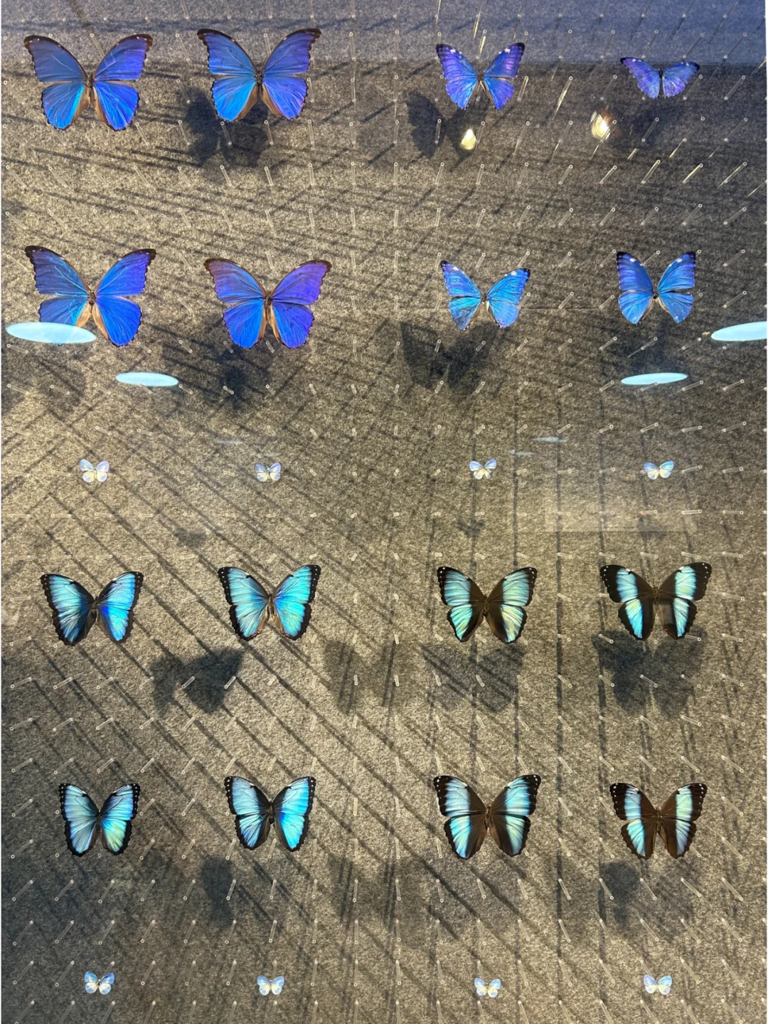 深圳·龙岗热门蝴蝶展焕新归来?|免费！