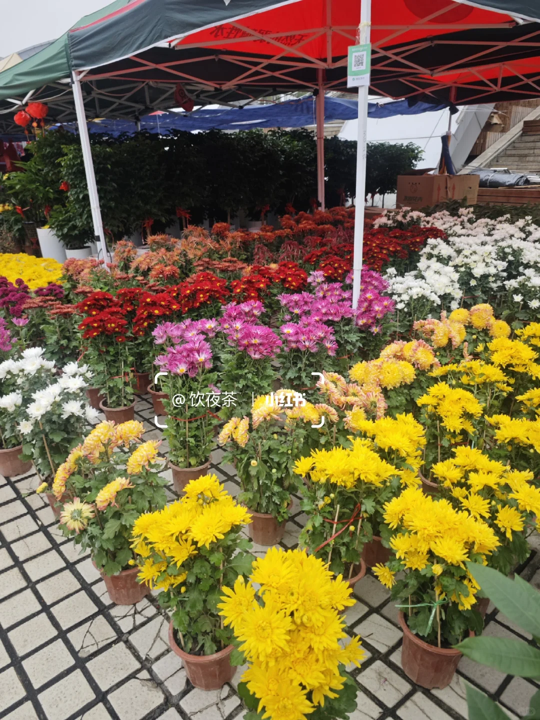 江门溜娃好去处｜华侨广场迎春花市