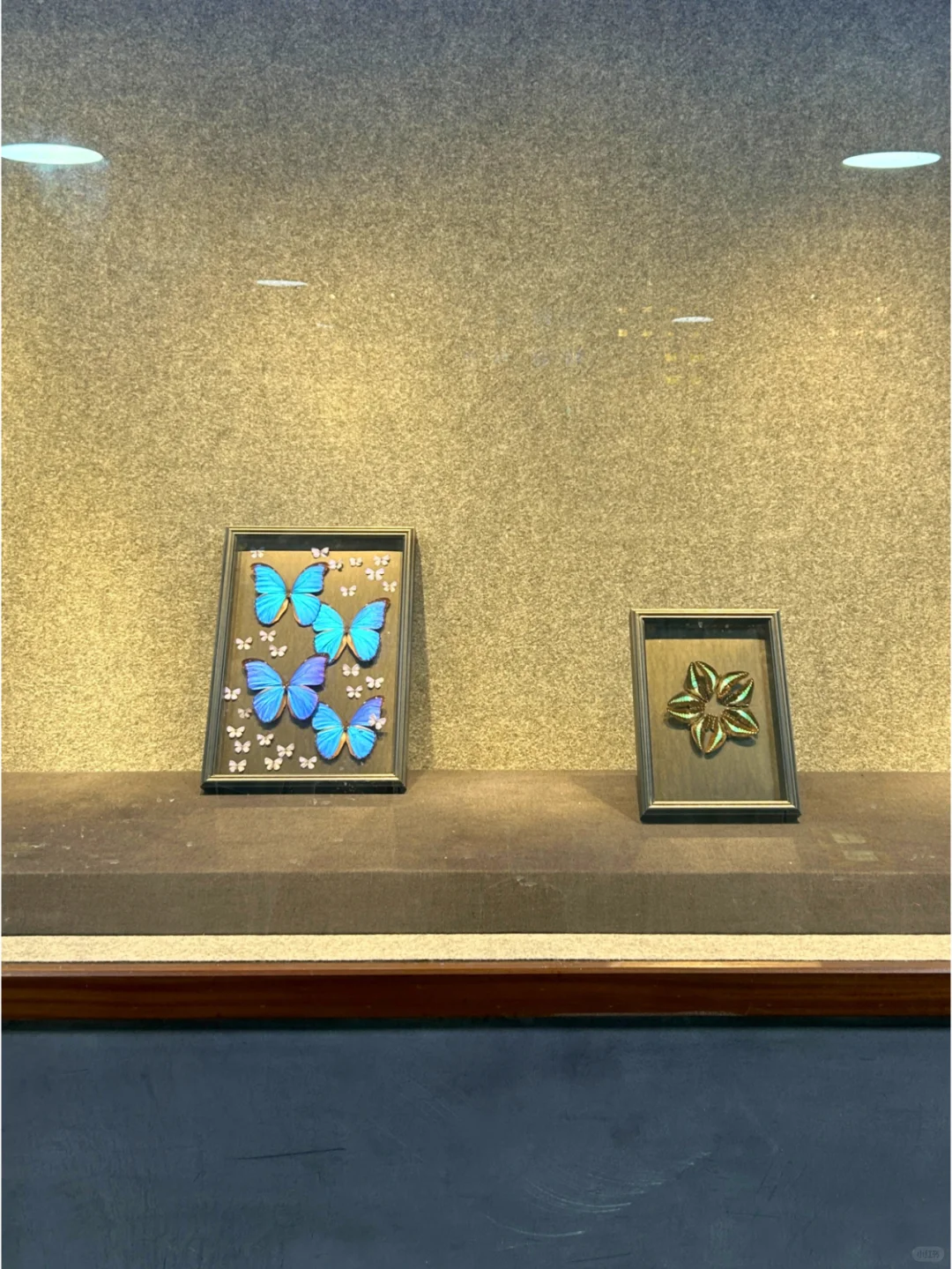 深圳·龙岗热门蝴蝶展焕新归来?|免费！