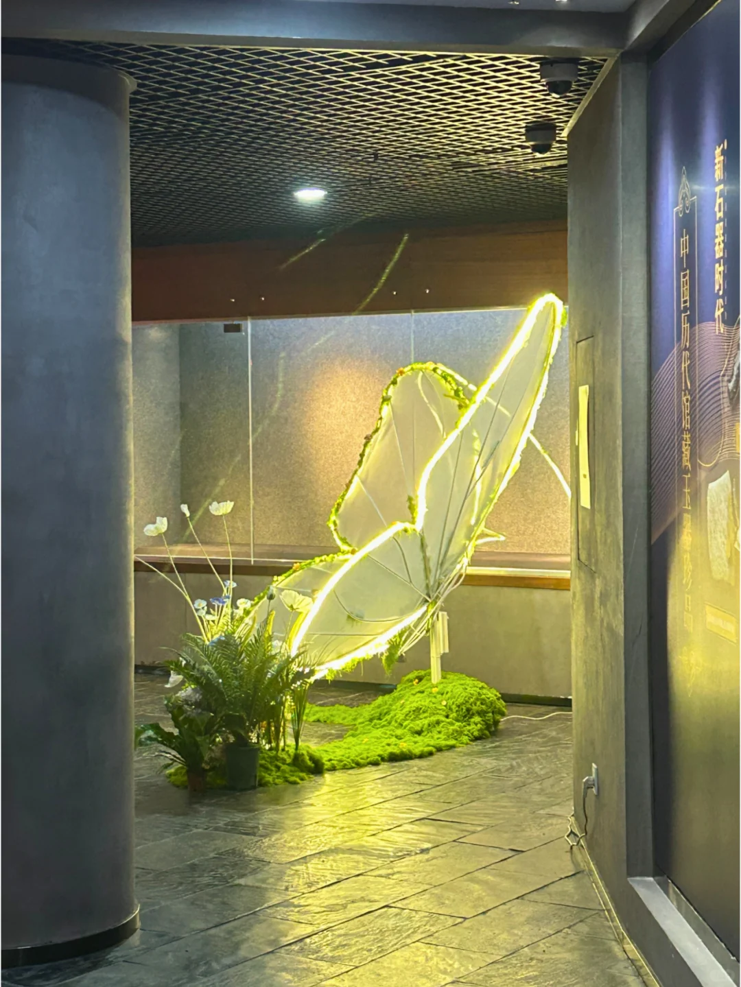 深圳·龙岗热门蝴蝶展焕新归来?|免费！