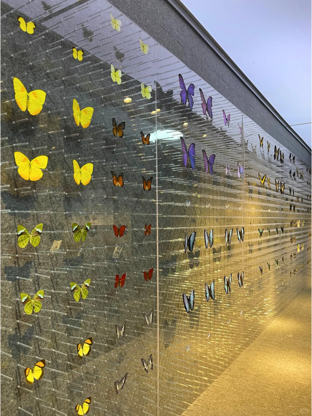 深圳·龙岗热门蝴蝶展焕新归来?|免费！