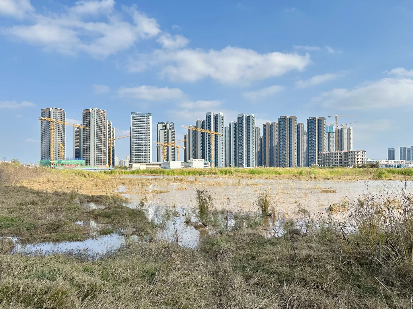 解锁新机位，会展湾这片湿地在悄悄变美?