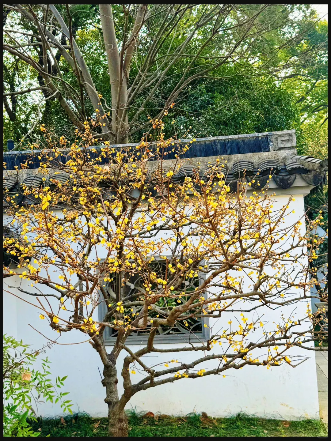 春节旅游第一站—无锡梅园