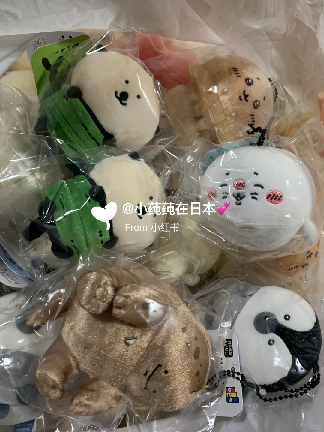 北极熊收获满满！