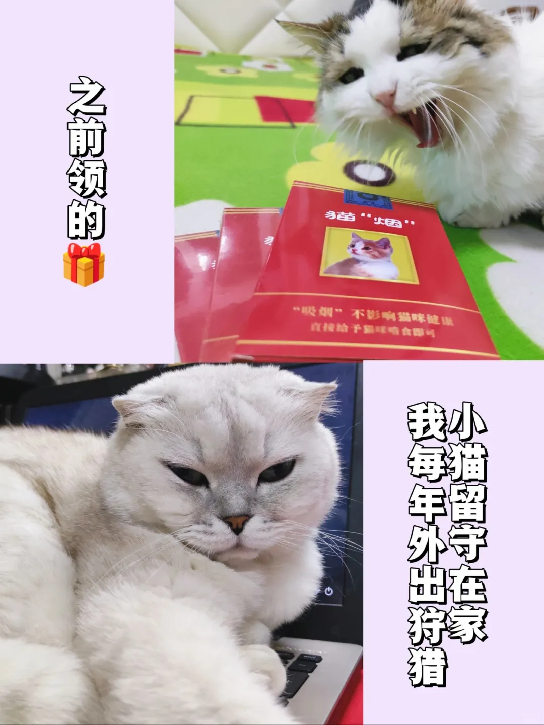 新年计划1⃣️：京宠展（内有赠票）