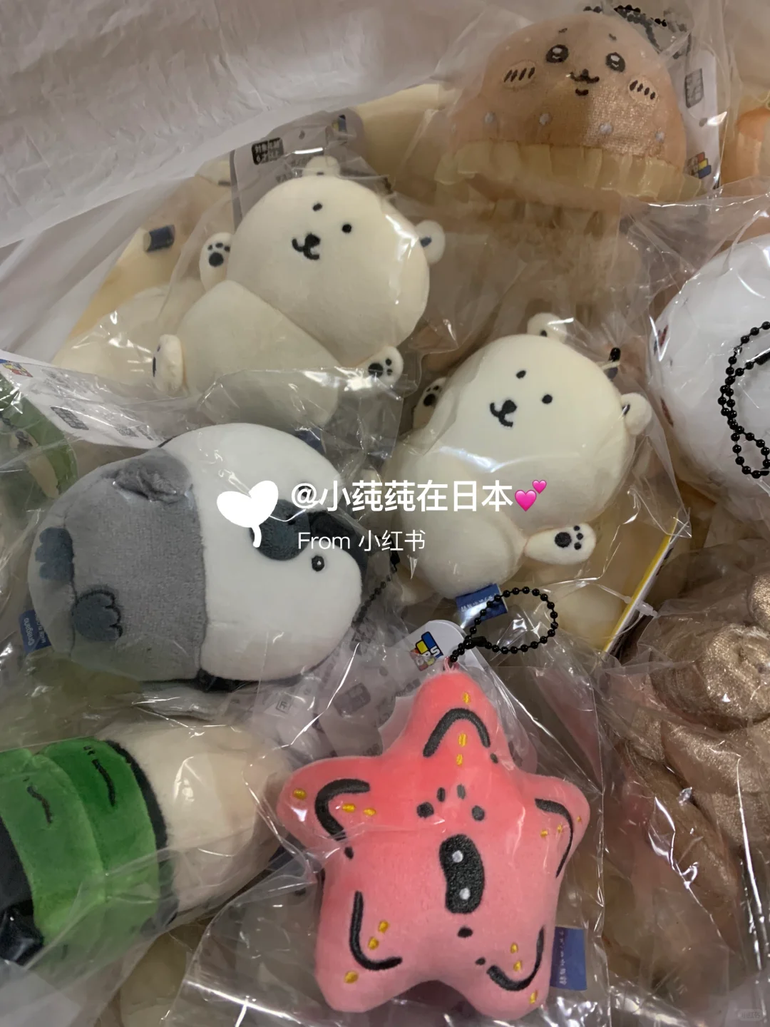 北极熊收获满满！