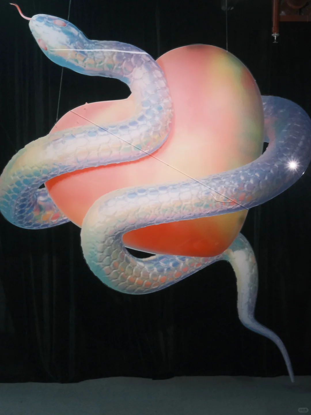 福州新展｜蛇年就要看蛇展?