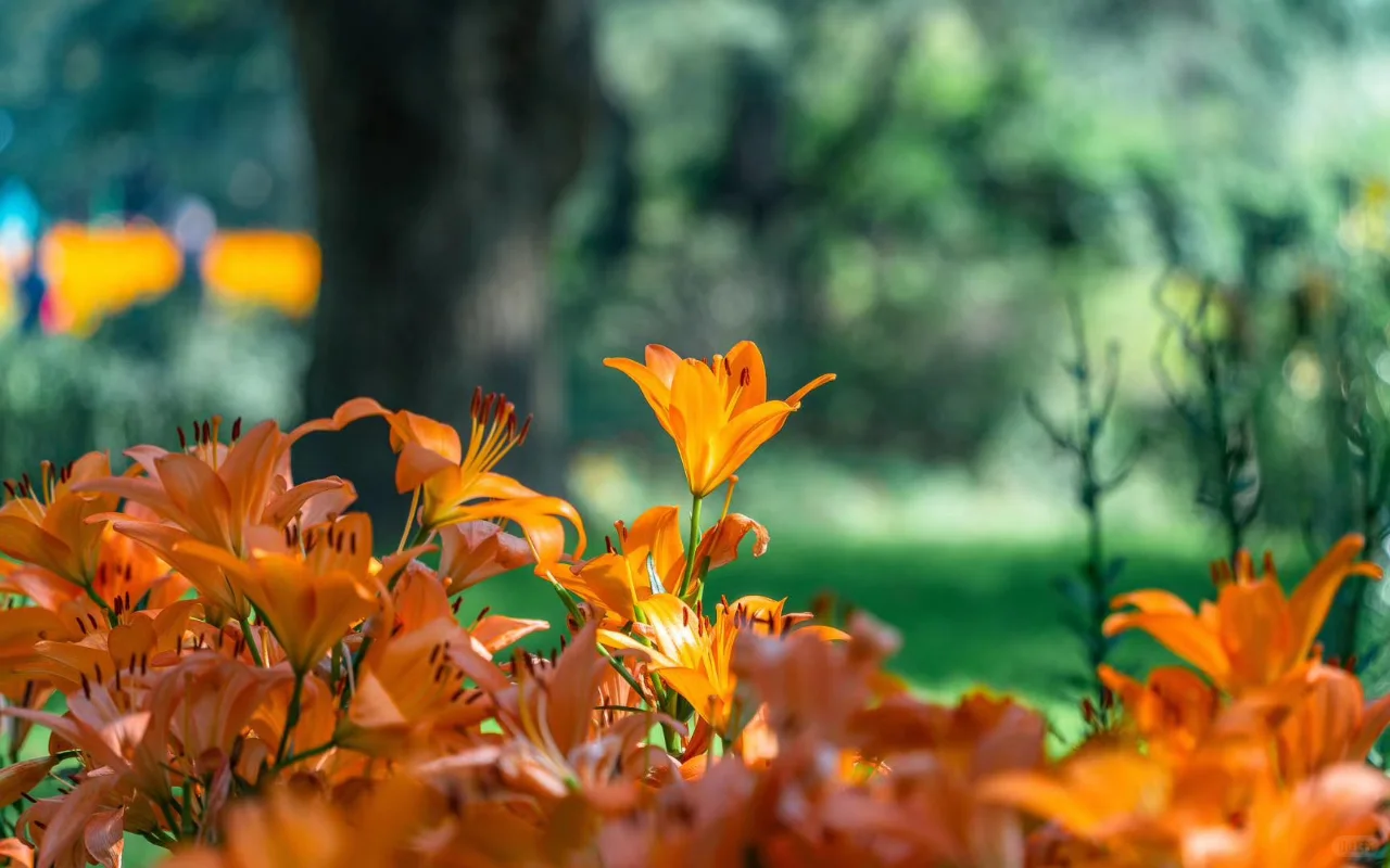 #春天从梅园开始