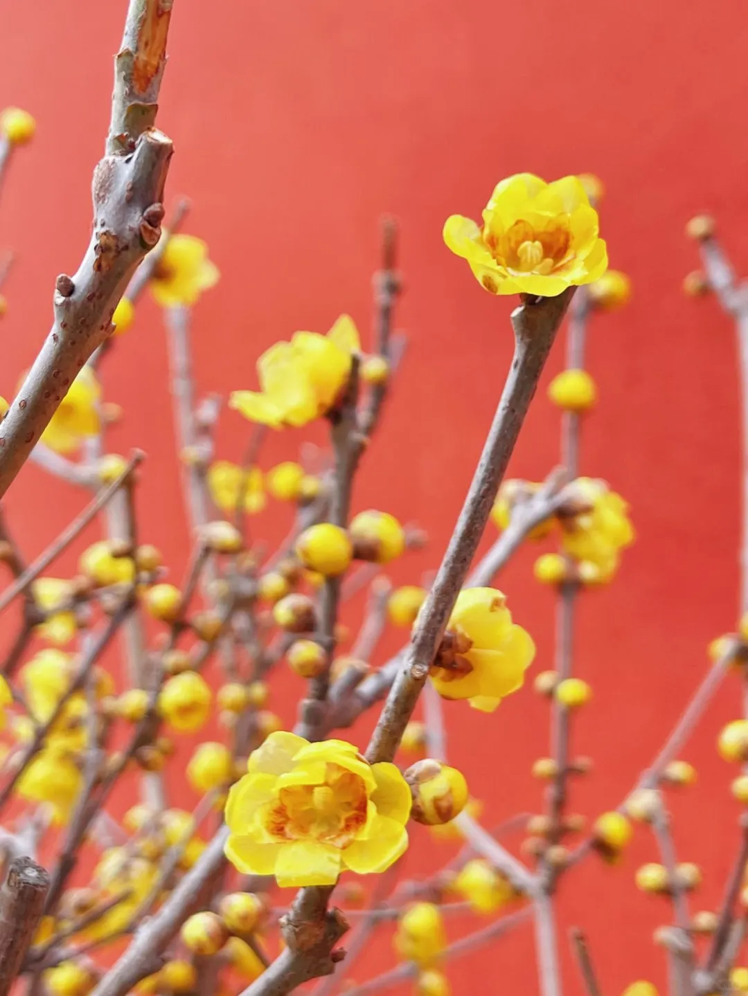 蜡梅寻春，年味浓就在梅园