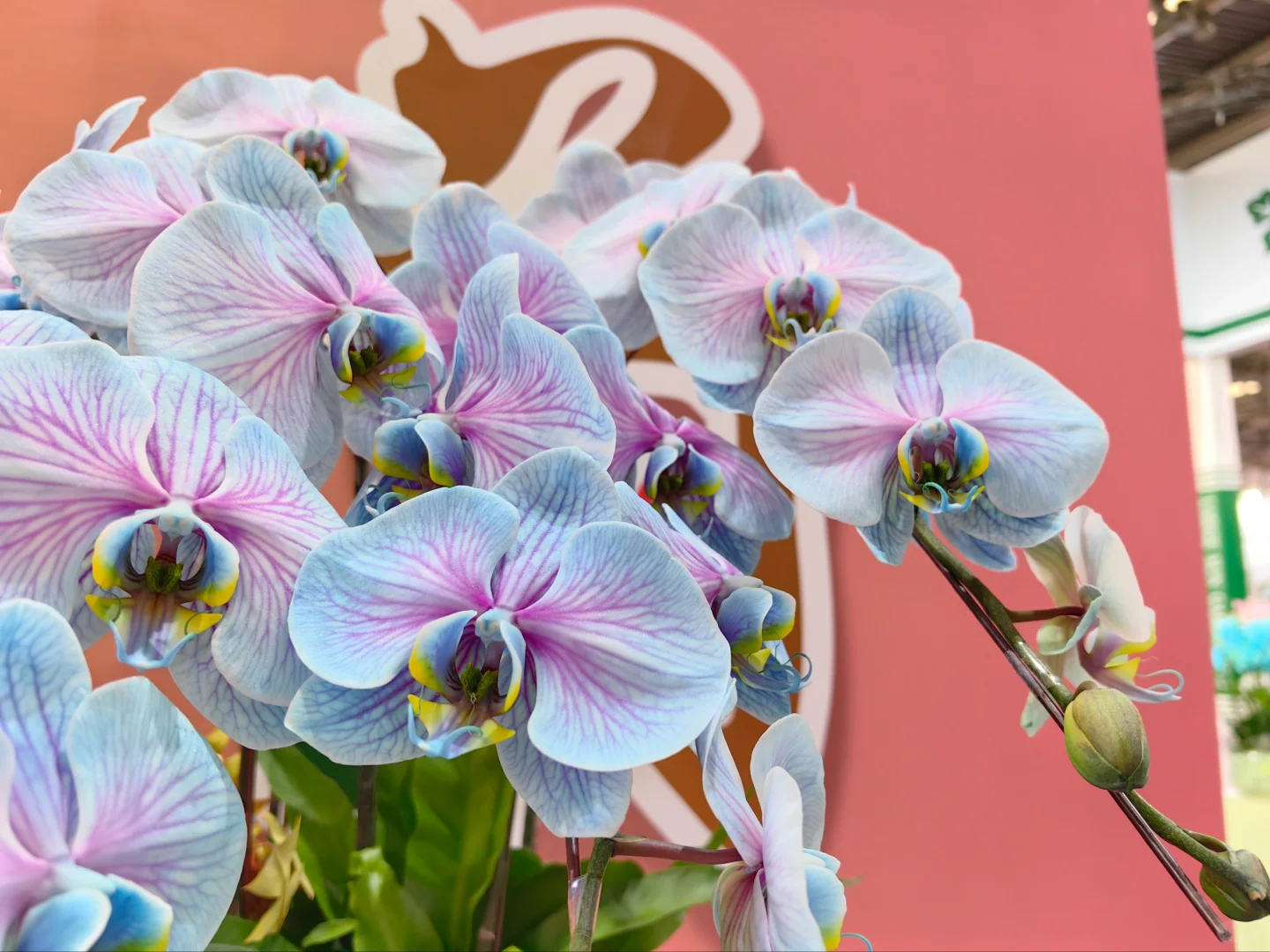 中国国际花卉园艺展览会（二十七）