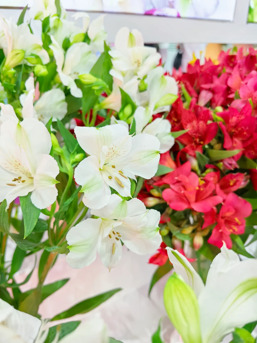 中国国际花卉园艺展览会（二十七）