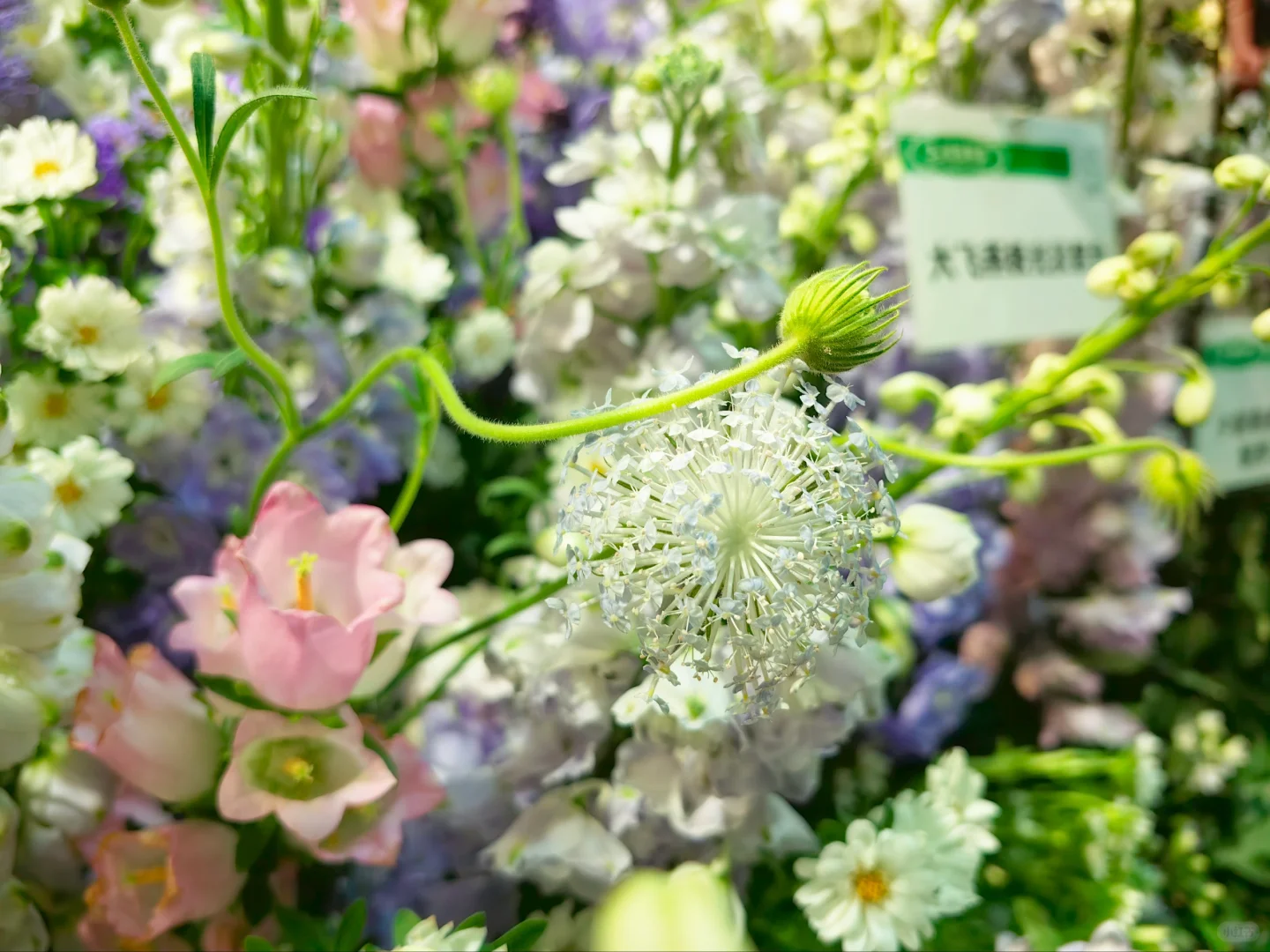 中国国际花卉园艺展览会（二十九）