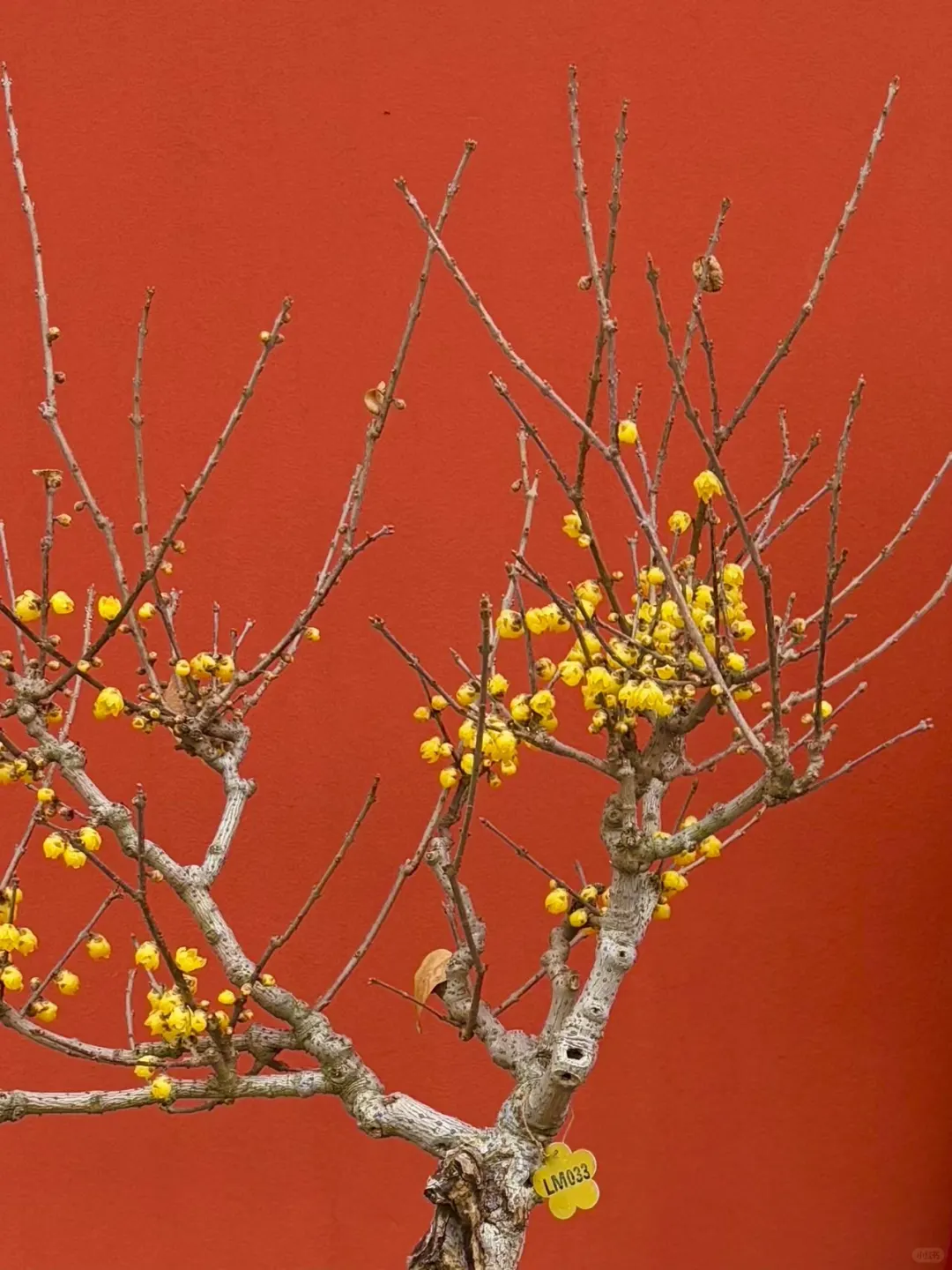 央妈审美下的梅园真的爆美‼️