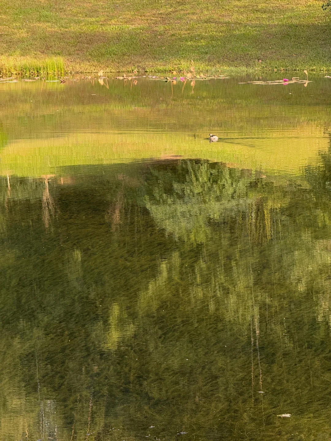 新年?云溪植物园Citywalk！美成莫奈花园！！！