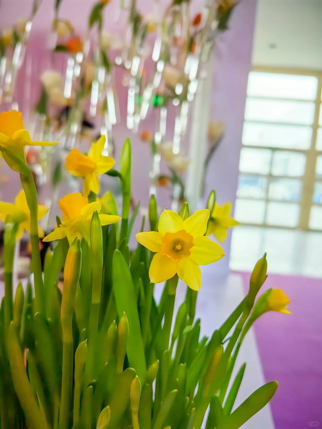 中国国际花卉园艺展览会（二十七）