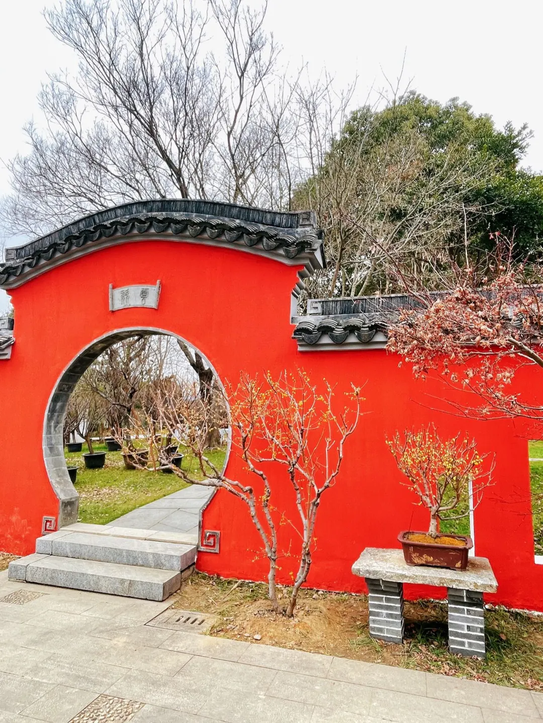 蜡梅寻春，年味浓就在梅园