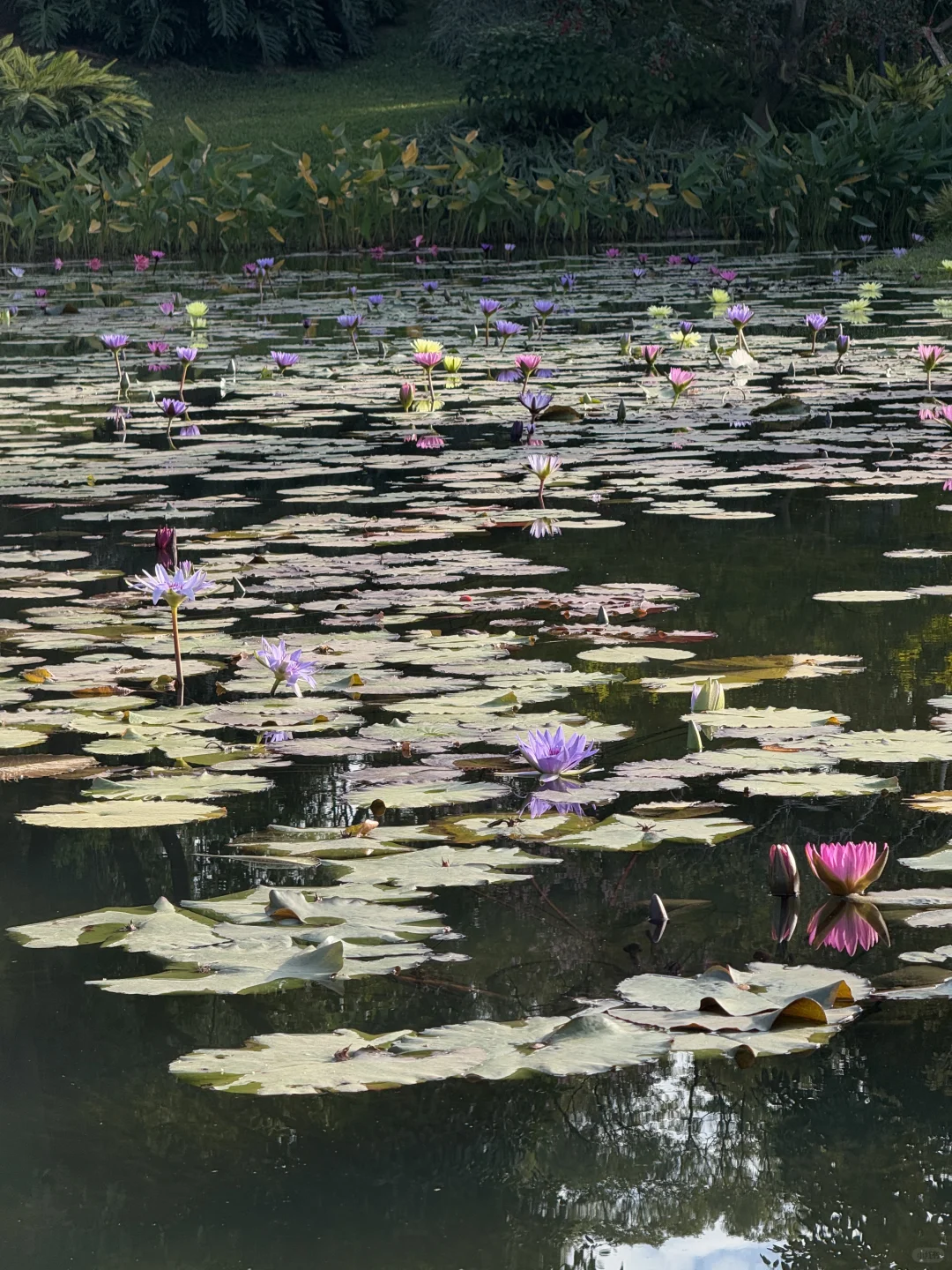 新年?云溪植物园Citywalk！美成莫奈花园！！！