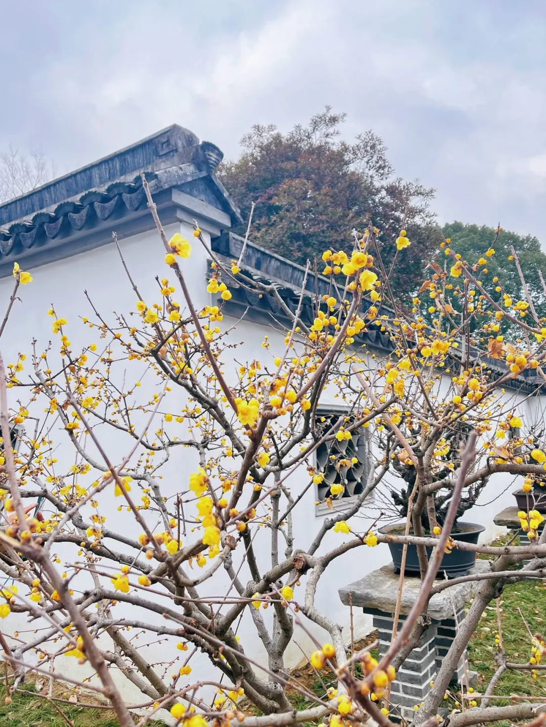 蜡梅寻春，年味浓就在梅园