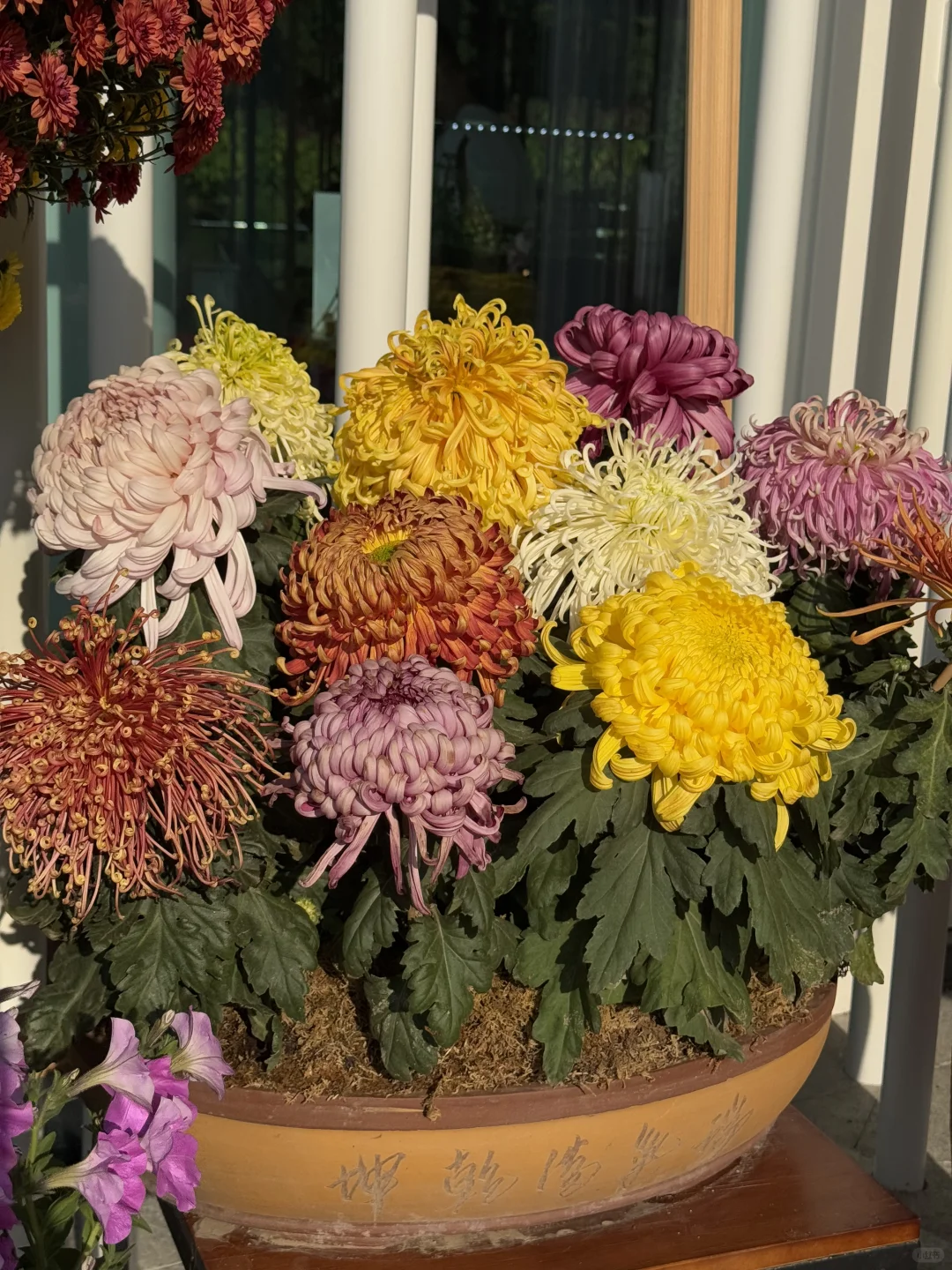 新年?云溪植物园Citywalk！美成莫奈花园！！！