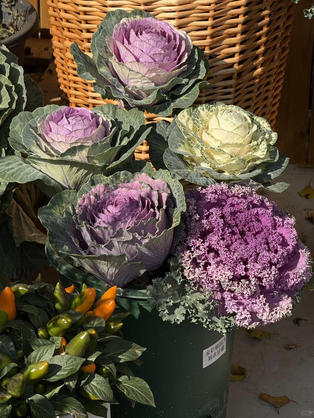 新年?云溪植物园Citywalk！美成莫奈花园！！！