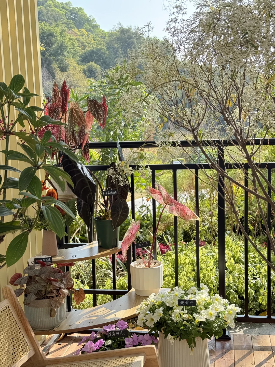 新年?云溪植物园Citywalk！美成莫奈花园！！！