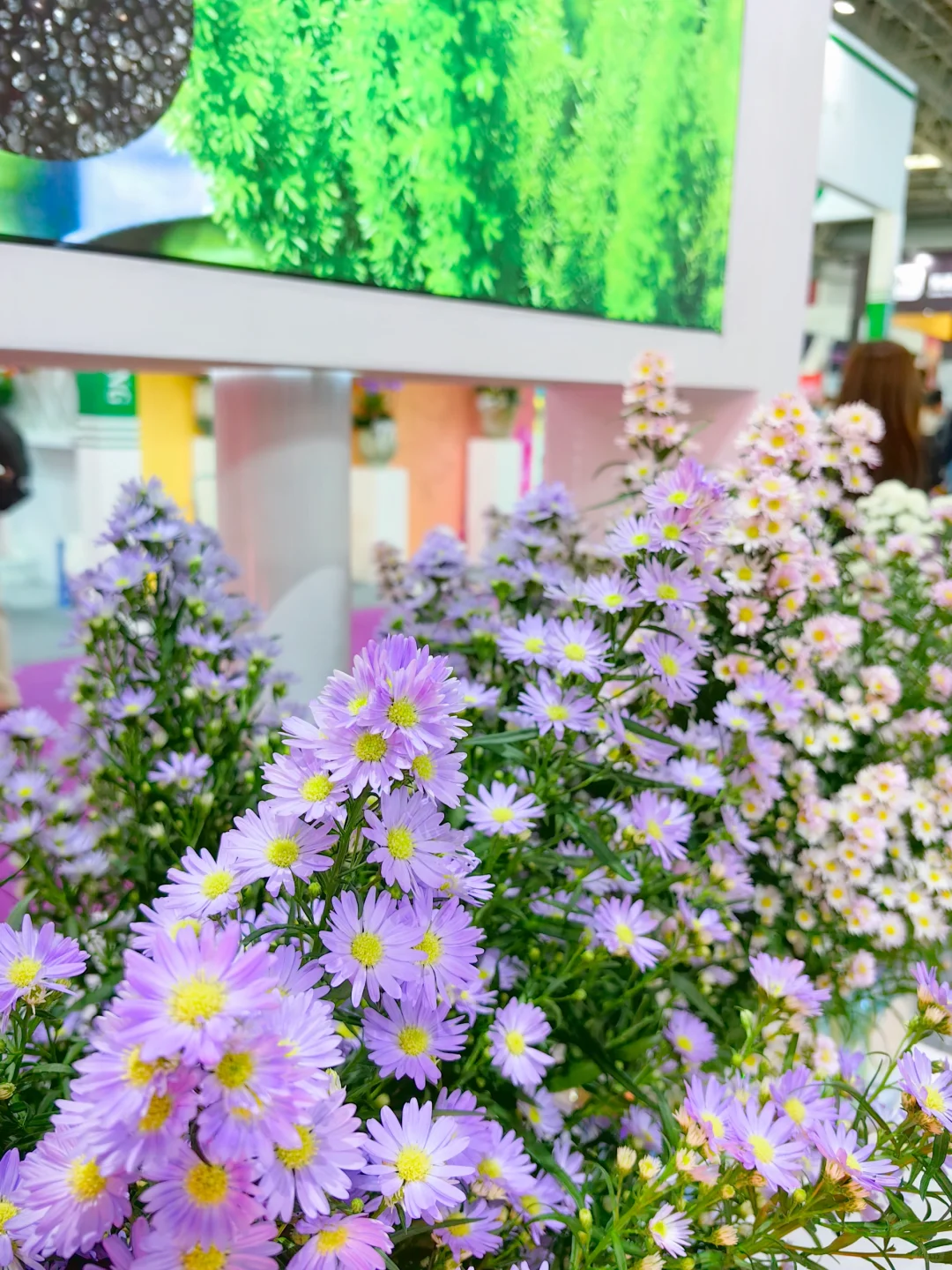 中国国际花卉园艺展览会（二十七）