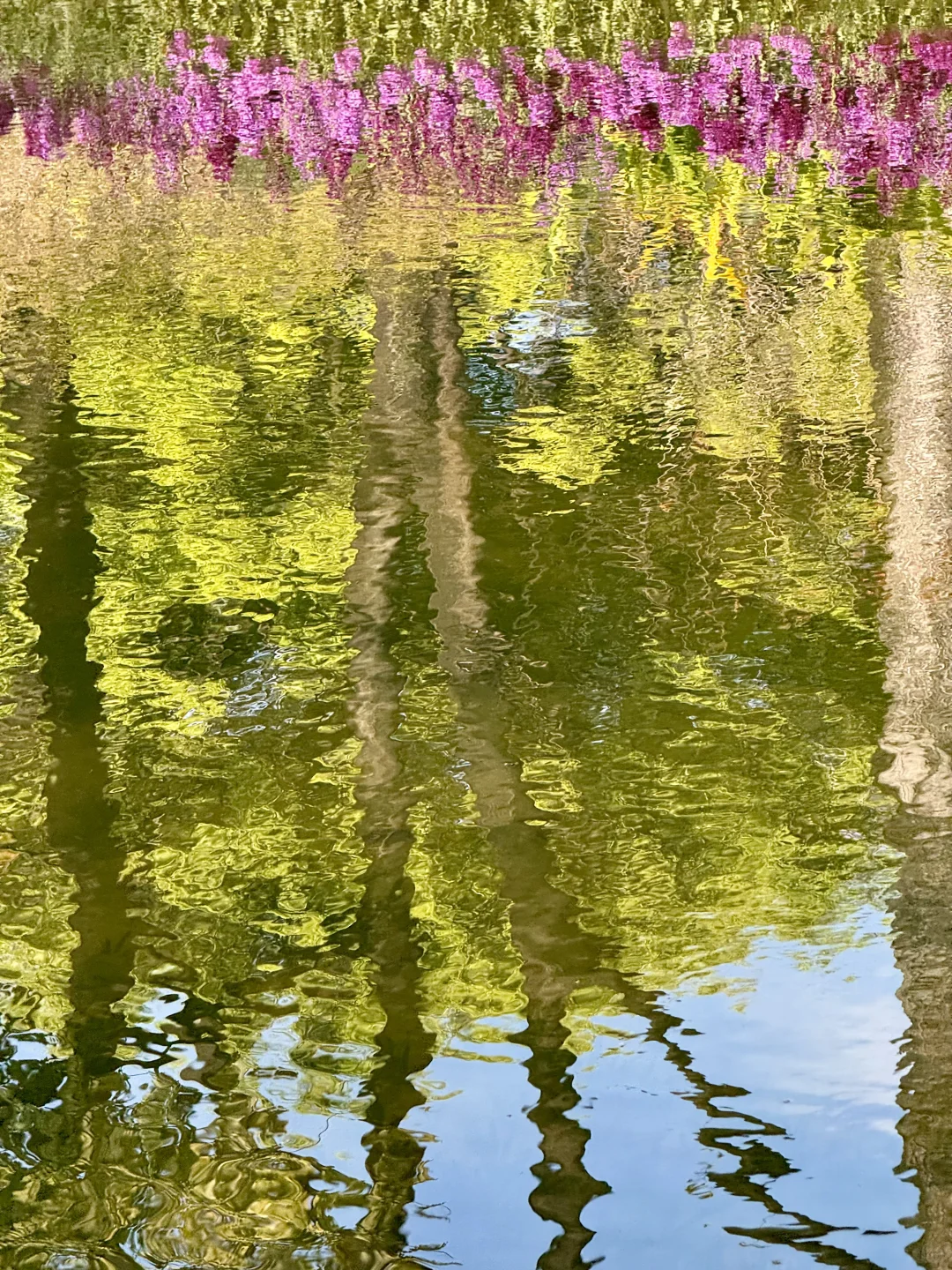 新年?云溪植物园Citywalk！美成莫奈花园！！！