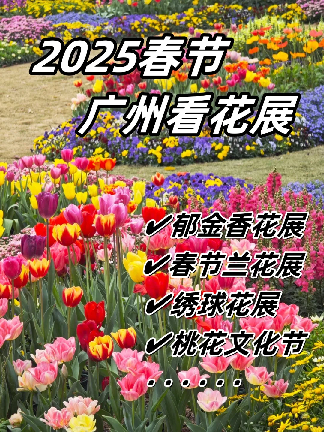 广州春节超多花展！郁金香、兰花、绣球花