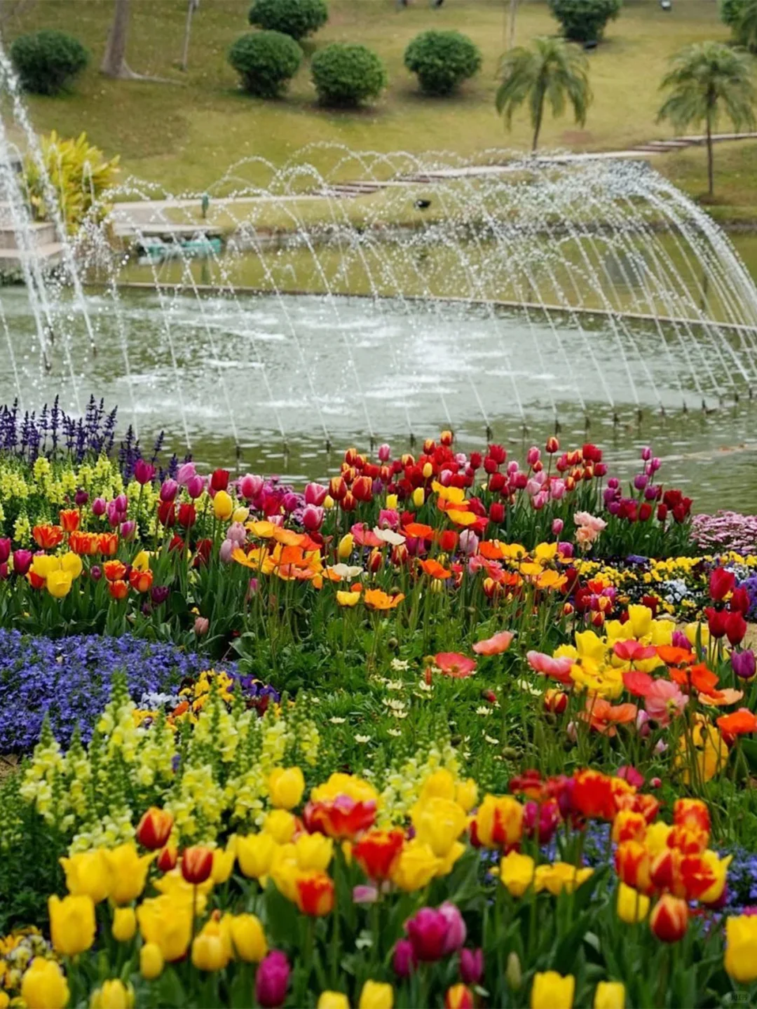 广州春节超多花展！郁金香、兰花、绣球花